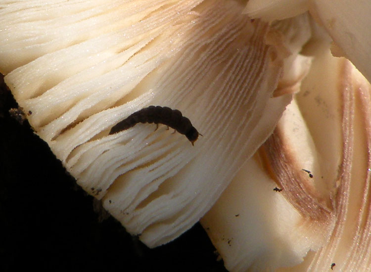Un fungo ed i suoi abitanti (Cfr. Coprinellus sp.)